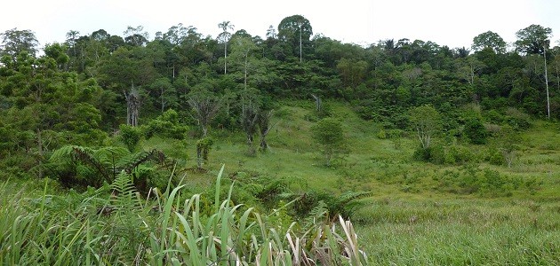 Ein neuer Regenwald mithilfe einer Wunderpalme