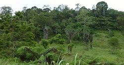 Wiederaufforstung des Berges Masarang