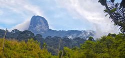 Saran-Wald-Projekt und Sintang Orang-Utan Center auf Borneo